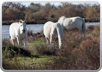 Camarque paarden