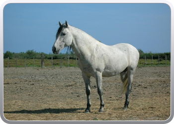 Camarque paarden1