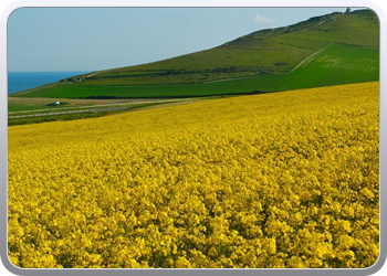 cap_blanc_nez1