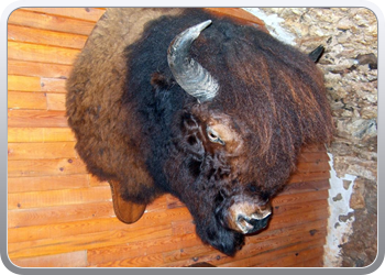 randals_bison