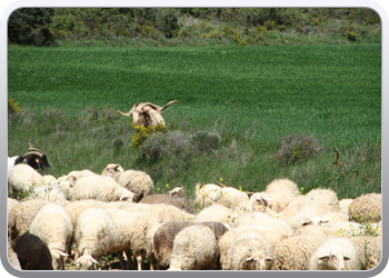 631 Op weg naar Santa Cruz de la Sesos