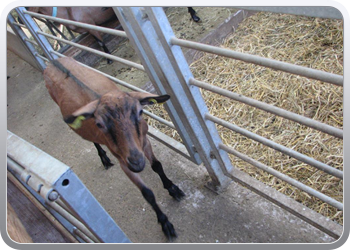 634 De boerderij bewoners