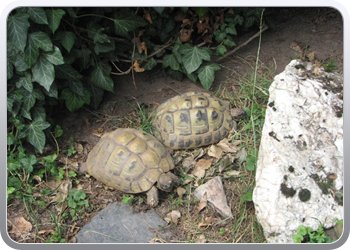 687 De huisdieren op een terrasje in Kinheim