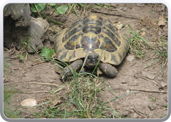 689 De huisdieren op een terrasje in Kinheim