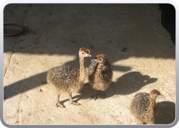 047 Struisvogels van alle leeftijden (8)