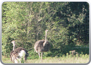 049 Struisvogels zoveel je wil (10)