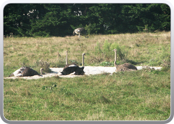 049 Struisvogels zoveel je wil (11)