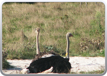 049 Struisvogels zoveel je wil (12)