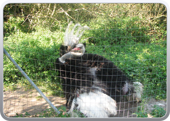 049 Struisvogels zoveel je wil (16)