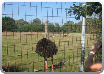 049 Struisvogels zoveel je wil (2)