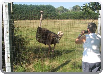 049 Struisvogels zoveel je wil (3)