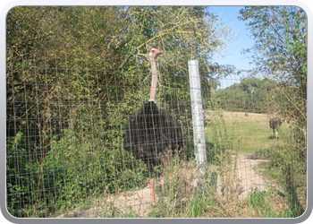 049 Struisvogels zoveel je wil (4)