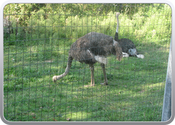 049 Struisvogels zoveel je wil (5)