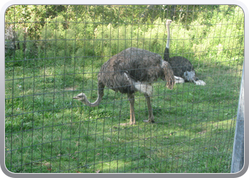 049 Struisvogels zoveel je wil (6)