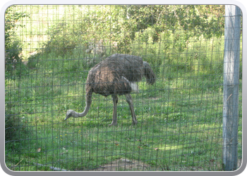 049 Struisvogels zoveel je wil (7)