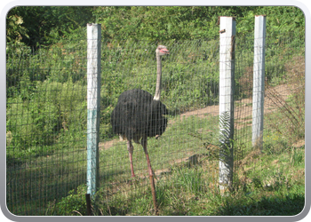 049 Struisvogels zoveel je wil (8)