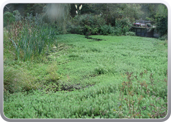 079 een groot natuurlijk waterzuiveringsbekken (2)