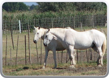 094__st_marie_d_stierenkwekerije_la_mer