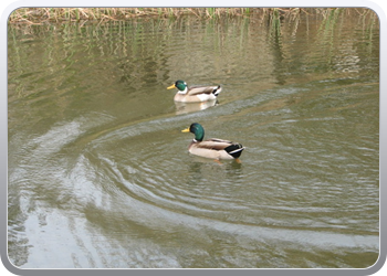 389 De watermolen