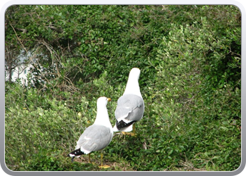 238_het_koppel_van_gibraltar