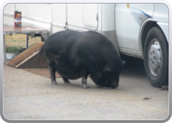 230 Miss Piggy het huisdier van de Franse buren