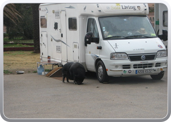 231  Miss Piggy het huisdier van de Franse buren