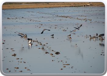 040  l'Elbre delta park