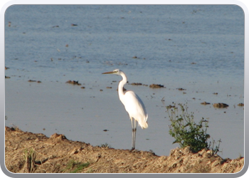 041  l'Elbre delta park