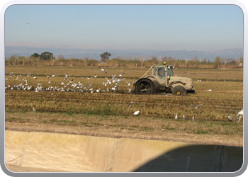 042  l'Elbre delta park