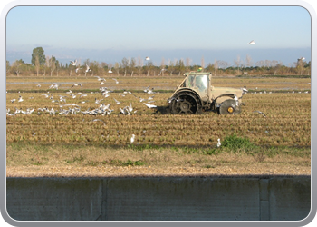 043  l'Elbre delta park