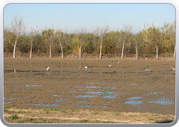 044  l'Elbre delta park