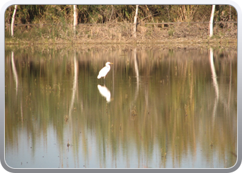 046  l'Elbre delta park