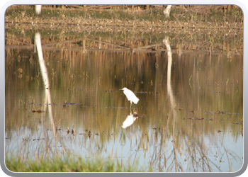 047  l'Elbre delta park