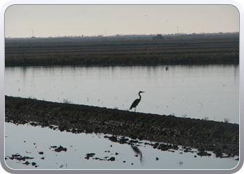 048  l'Elbre delta park