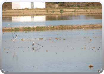 050  l'Elbre delta park