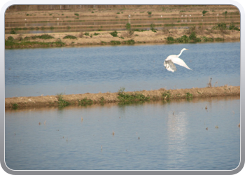 051  l'Elbre delta park