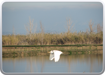 052  l'Elbre delta park