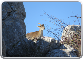 028 Torcal de Antequera (67)