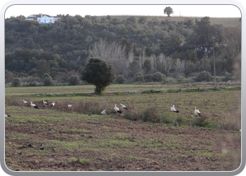 052 Huidieren in Silves de ooievaar (3)