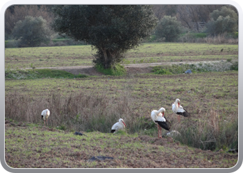 052 Huidieren in Silves de ooievaar (4)