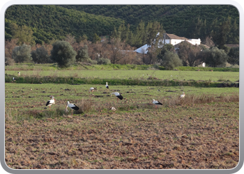 052 Huidieren in Silves de ooievaar (5)