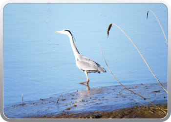 085 Een reiger houdt ons gezelschap (1)