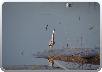 085 Een reiger houdt ons gezelschap (10)