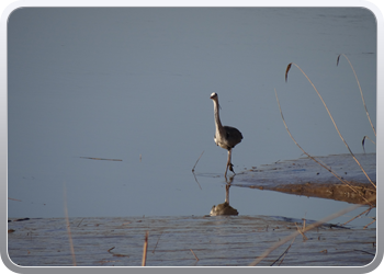 085 Een reiger houdt ons gezelschap (11)