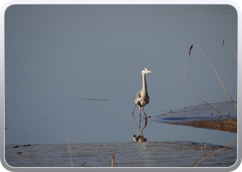 085 Een reiger houdt ons gezelschap (12)