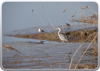 085 Een reiger houdt ons gezelschap (13)