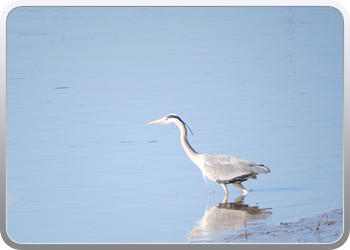 085 Een reiger houdt ons gezelschap (2)