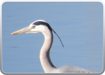 085 Een reiger houdt ons gezelschap (3)