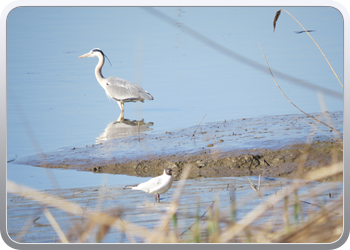 085 Een reiger houdt ons gezelschap (4)