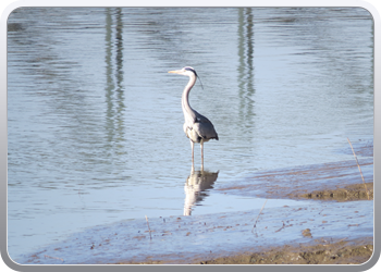 085 Een reiger houdt ons gezelschap (6)